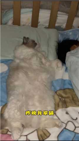 和我家猫斗智斗勇后，我的猫居然….#猫咪奇葩睡姿 #猫咪的迷惑行为 #布偶猫