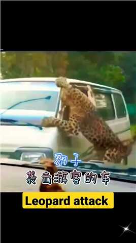 豹子袭击游客的车
