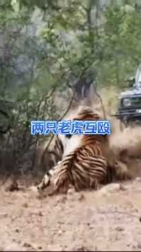 两只老虎互殴 #动物世界