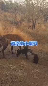 调皮的小鬣狗 #动物世界 