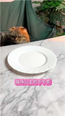 猫咪的精致生活！#东北公主下午茶 #猫咪 #萌宠 #仓鼠