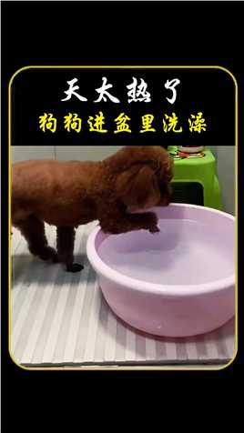 天太热了，狗狗进盆里洗澡动物的迷惑行为  狗狗的灵性超乎人类的想象