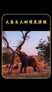 大象与大树谁更倔强 把大象急的差点说话了