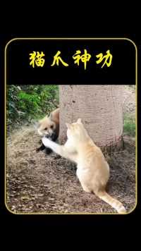猫爪神功：狐狸挑衅反遭虐 动物