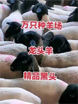 #饲料转化肉率高#70后女人养羊创业
