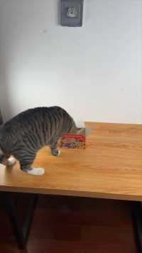 -当3D设计师发现猫在偷吃麦乐鸡… #3d打印 