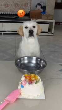 问：狗子能吃蛋糕吗？答：狗子不能吃蛋糕！ 