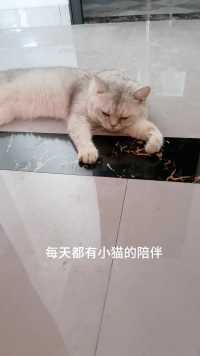 每天一推开门就是我家小猫