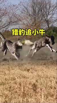 猎豹追着小牛  #神奇动物在这里  #野牛#猎豹2