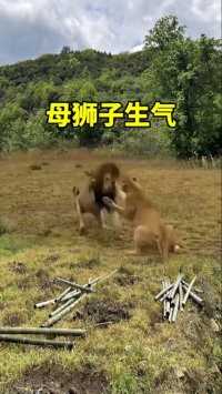 母狮子生气了 #动物世界 #神奇动物在这里 #动物世界精彩集锦 #狮子#动物搞笑视频动物搞笑合集