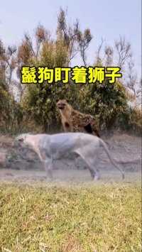 鬣狗盯着狮子 #狮子#鬣狗 #动物世界 #神奇动物在这里 #动物世界精彩集锦
