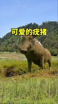可爱的疣猪蓬蓬  #神奇动物在这里  #疣猪蓬蓬 #动物的搞笑视频