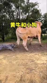 黄牛和小狗  #神奇动物在这里  #黄牛#动物的搞笑视频