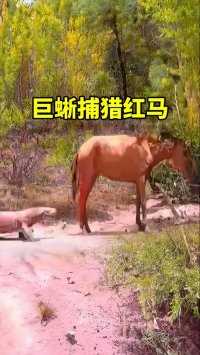 巨蜥捕猎红马#神奇动物在这里  #科莫多巨蜥#动物搞笑视频