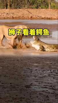 狮子和鳄鱼对视#神奇动物在这里  #动物搞笑视频  #动物世界 #狮子#香山鳄鱼团