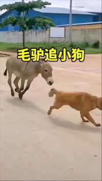 毛驴追着小狗#神奇动物在这里 #动物世界 #动物世界精彩集锦#毛驴#狗