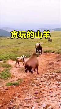 贪玩的山羊 #神奇动物在这里 #动物搞笑视频#羊