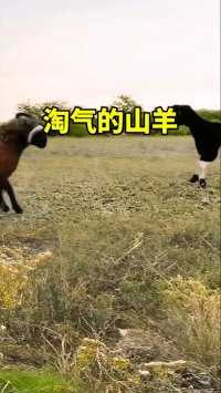 淘气的山羊 #神奇动物在这里 #山羊#动物搞笑视频