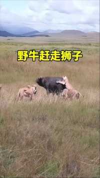 狮群捕猎野牛失败#动物世界 #神奇动物在这里 #动物世界精彩集锦#狮子#野牛