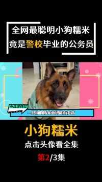 “退役军犬”糯米：既能带完又能当保安，却被质疑摆拍捞金？#宠物#糯米 (2)