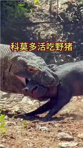 科莫多巨蜥吃食物的样子总是那么的鲁莽