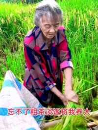 这就是乡村真实生活，87岁高龄的老人还在种地，打稻谷，本该是享福的年纪却不想增儿子的负担