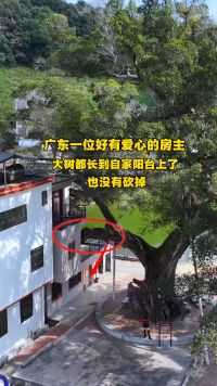广东一位好有爱心的房主，大树都长到自家阳台上了，也没有砍掉，而且大树又压着大门，大树压门，是好是坏呢？