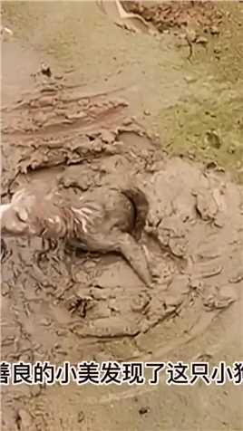 小狗被前主人遗弃在淤泥中，它的新主人将它挖了出来#人与动物和谐共处#爱护大自然爱护动物#小狗#关爱生命善待动物