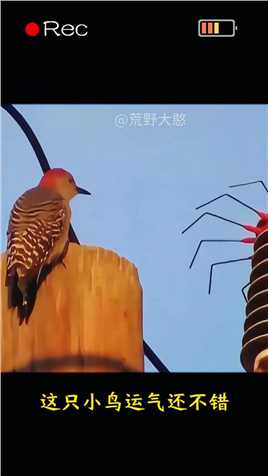 小鸟被高压电击中#神奇动物 #动物世界#动物迷惑行为