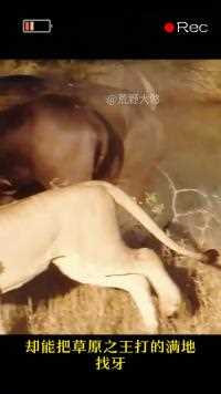 勇敢水牛冲进狮子群以一挡十，连狮王也吓得躲上了树#神奇动物 #动物的迷惑行为#动物世界#狮子#精彩片段