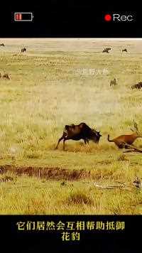 小角马被 花豹偷袭，角马妈妈与花豹展开激烈搏斗#神奇动物  #动物的迷惑行为#花豹#精彩片段#动物世界