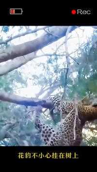 花豹被狒狒从树上打落，于是刁起一个小狒狒来报复#神奇动物 #动物的迷惑行为#花豹#精彩片段#狒狒