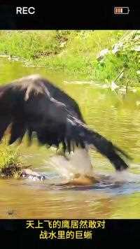 藏在水里的生物用尾巴抽打老鹰，却被老鹰带到空中再摔到地上 #野生动物零距离#精彩片段#巨蜥