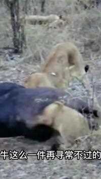 小狮子的头被卡住后命悬一线，摄影人员该不该出手相助呢？#动物世界#野生动物#神奇动物 #动物的迷惑行为#精彩片段