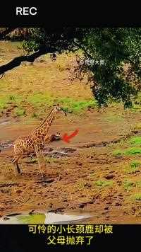 小长颈鹿四肢陷入泥潭，若被鬣狗和饿狼发现那肯定活不成了#神奇动物 #动物迷惑行为