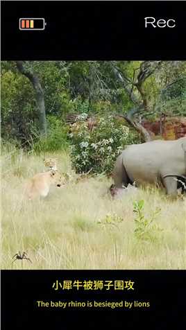 小犀牛被狮子群围攻，犀牛妈妈为保护小犀牛受重伤#神奇动物 #野生动物零距离#狮子#犀牛#动物世界