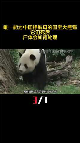 唯一能为中国挣航母的国宝大熊猫，它们死后，尸体会如何处理？ (3)