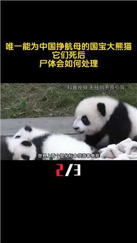 唯一能为中国挣航母的国宝大熊猫，它们死后，尸体会如何处理？ (2)