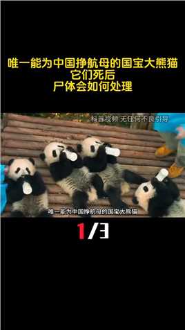 唯一能为中国挣航母的国宝大熊猫，它们死后，尸体会如何处理？ (1)