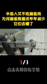 中国人又不吃麻雀肉，为什么麻雀数量还年年减少，它们去哪了？ (1)