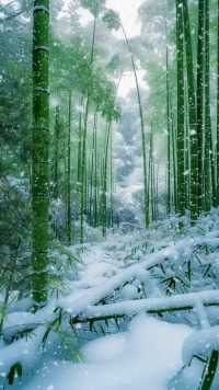 什么样的人 才会喜欢这样的竹林下雪氛围..