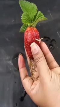 水培草莓生根发芽的方法
