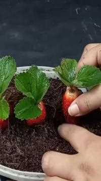 用一个草莓培育草莓苗，简单又省钱