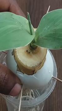 水培香蕉苗的方法，操作简单，成活率高
