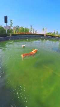 谁能拒绝一只会游泳的小狗呢#萌宠 #柯基 