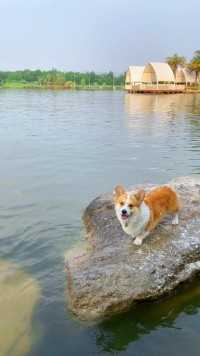 狗狗最爱的夏天来啦#萌宠 #柯基 #狗狗游泳 