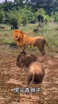 威武霸气的雄狮#神奇动物 #野生动物零距离#小路哥#捕食瞬间#奇妙的动物