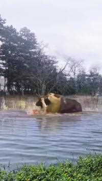 水中对 决！水牛与狮子展 开生死较量#小路哥#奇妙的动物#捕食瞬间#野生动物零距离