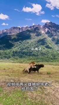 两头狮王伏击一头落单的水牛#小路哥#捕猎现场#捕食瞬间#动物战力大比拼#弱肉强食的动物世界