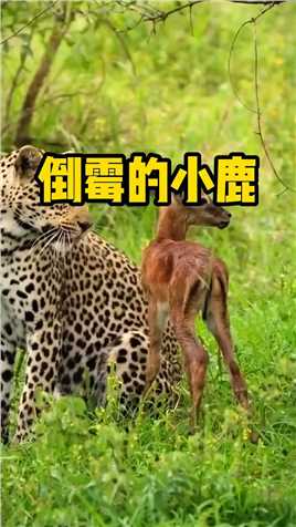 刚出生的小鹿不慎被打工豹捕获